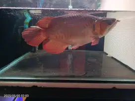 Arwana Super Red Short Body 30cm