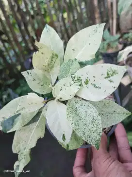 awar awar variegata