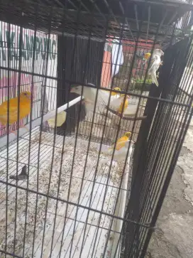 Burung kenari remaja