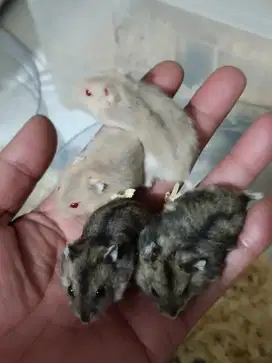 Hamster winter white