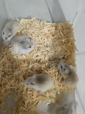 Hamster Roborovski