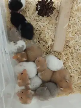 Hamster syrian jinak