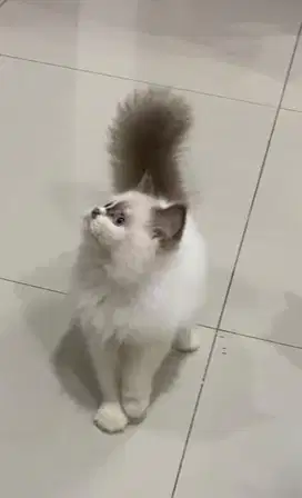 Kucing ragdol midol bulu lebat betina 3.5 bulan