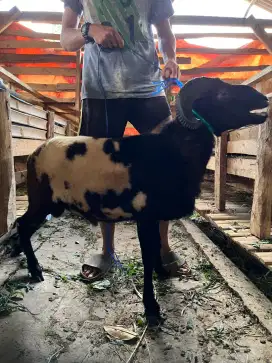 domba garut buat qurban/pacek