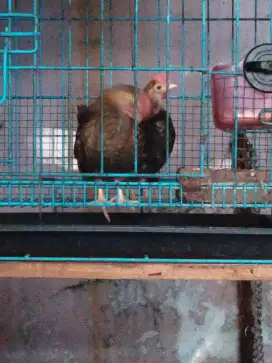 Dijual ayam serama sepasang,lucu...