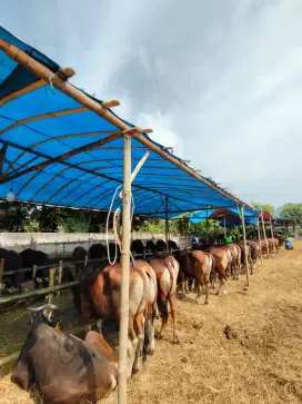 SAPI BALI QURBAN FREE PERAWATAN & ONGKIR JABODETABEK DI CAKUNG, JAKTIM