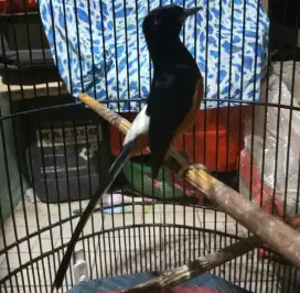 Burung murai batu