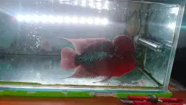 Ikan Lohan Jenong merah