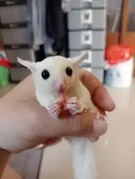 Sugar glider Leucistic joey Betina