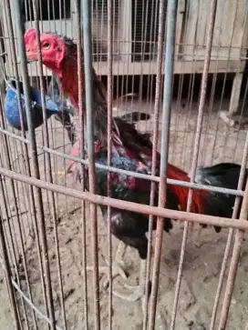 Ayam aduan pakoy pama