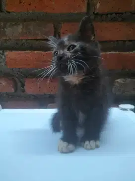 Kitten jantan gemoy