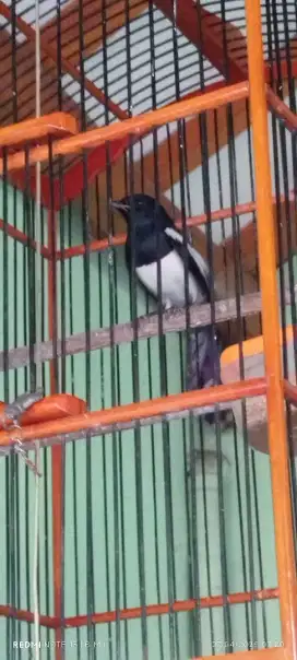 Burung kacer aja