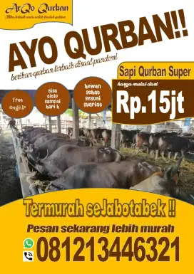 SAPI QURBAN TERLENGKAP DAN TERMURAH