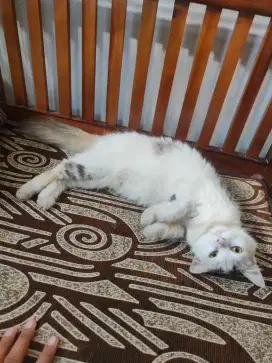 Kitten 5 bulan Persia Medium
