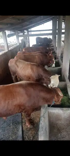 Sapi Qurban LIMOHSIN 2025