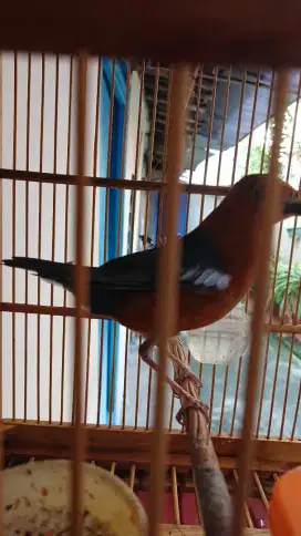 Anis merah MH mulus jinak