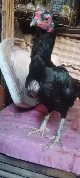Jual cepat ayam Bangkok biang F1