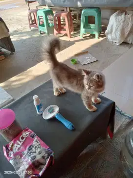 Kucing persia, sehat dan aktif