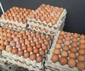 Telur Ayam Negri