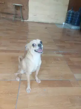 Chihuahua jantan