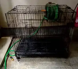 Anjing kandang ras besar