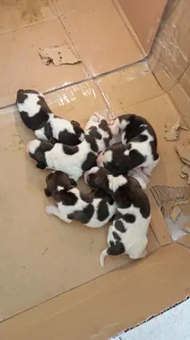Anak anjing Beagle puppies