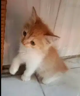 Kucing persia campuran bulu kapas
