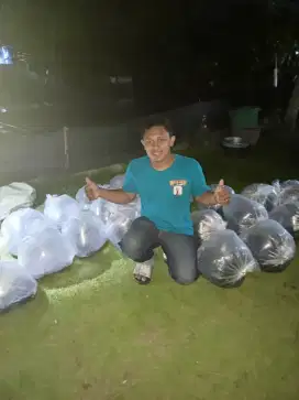 Bibit gabus budidaya