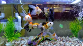 Aquarium 50 X 25 X 30