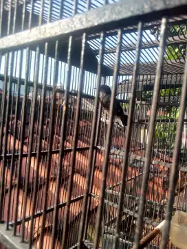 Murai usia 4 bulan mulus lg dokor