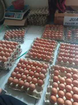 Jual telur ayam