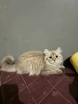 Kitten betina himalaya