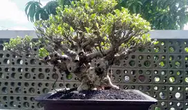 Bonsai KIMENG ( FICUS MICROCARPA )