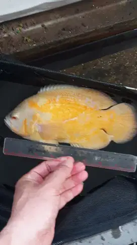 Oscar Nemo size Indukan