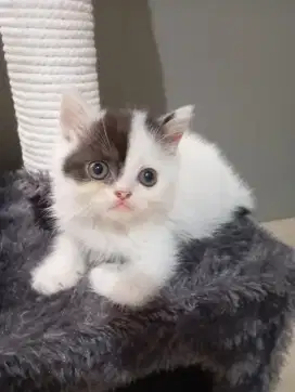 Exotic flat nose black harelq