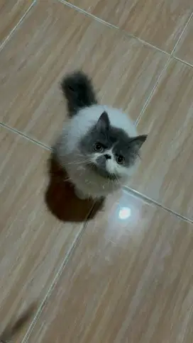 Kitten peaknose betina