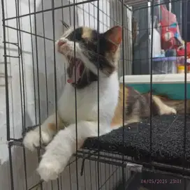 Persia medium calico