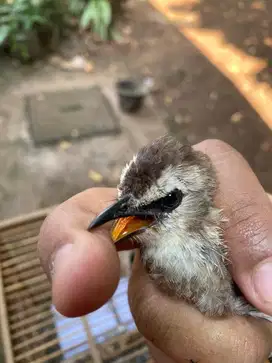 Burung Trucuk Jantan
