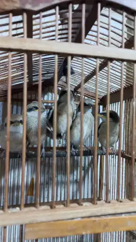 Burung Cendet Lolohan