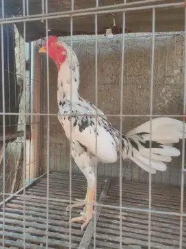 Ayam Bangkok Semi Bulbi