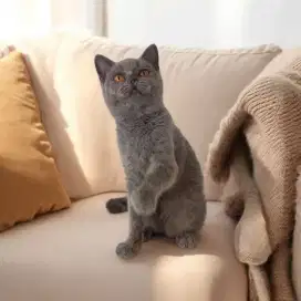 BSH blue female