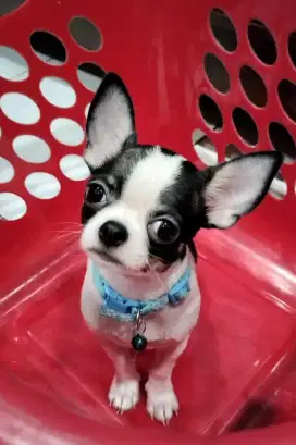 Chihuahua Jantan Belang Sapi Surat Lengkap