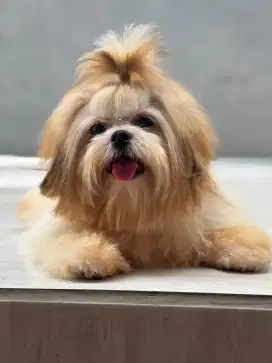 Shihtzu Jantan 7bln