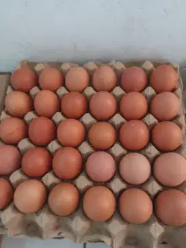 JUAL TELUR AYAM