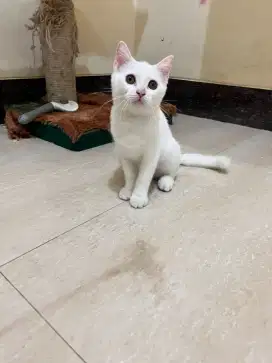 Open adot kitten BSH x Persia