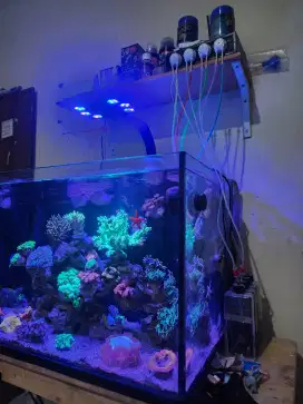 Dijual Aquarium air laut fullest