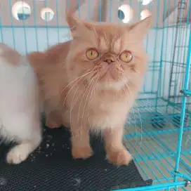 Kucing persia kitten & dewasa