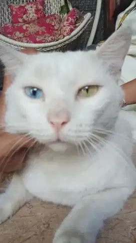 Kucing Khao Manee