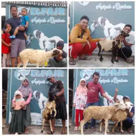 Kambing Qurban Murah Bekasi