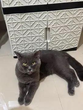 Kucing British shorthair BSH